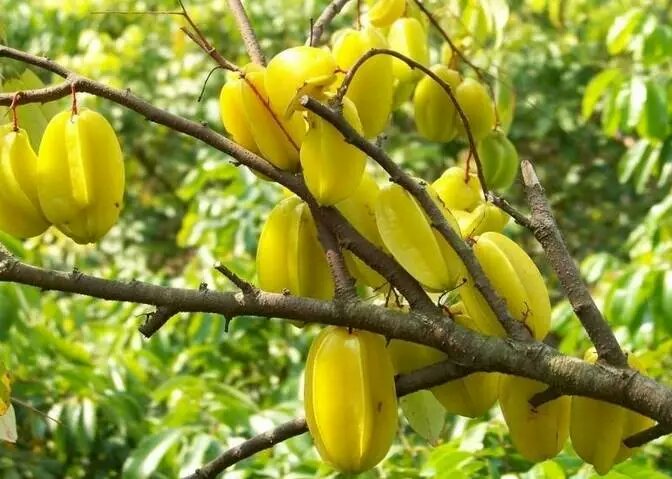 说明: Starfruit5