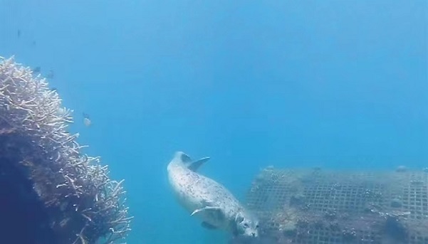 Seal sighted for first time off Sanya