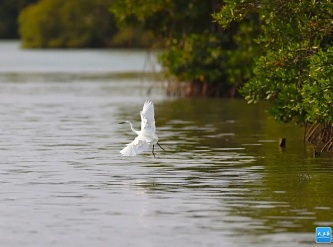 Sanya's Qingmei Harbor joins list of Hainan's key wetlands